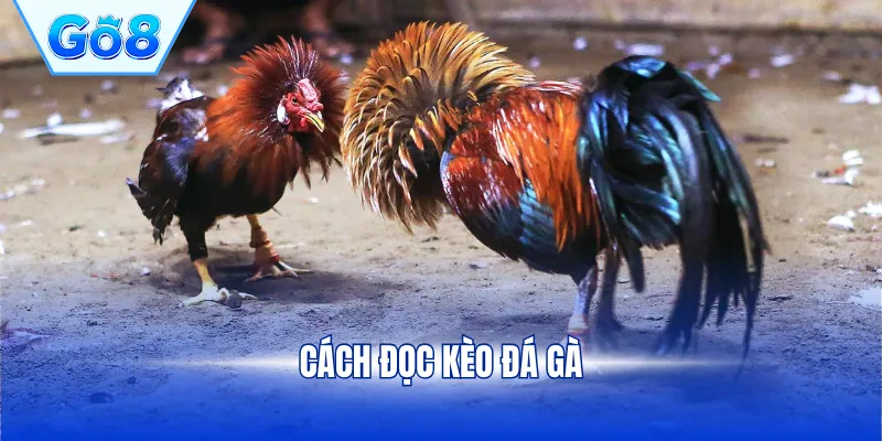 Cách đọc kèo đá gà