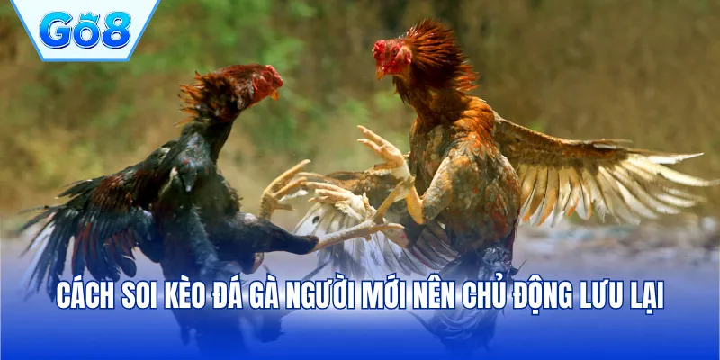 Cách soi kèo đá gà người mới nên chủ động lưu lại