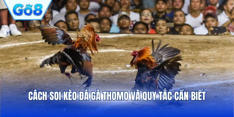 Cách soi kèo đá gà Thomo và quy tắc cần biết