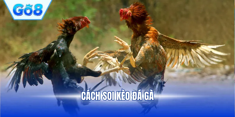 Cách soi kèo đá gà