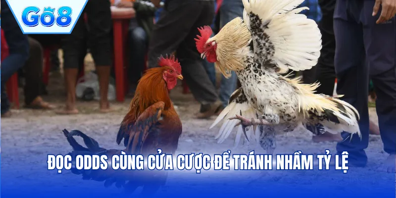Đọc odds cùng cửa cược để tránh nhầm tỷ lệ