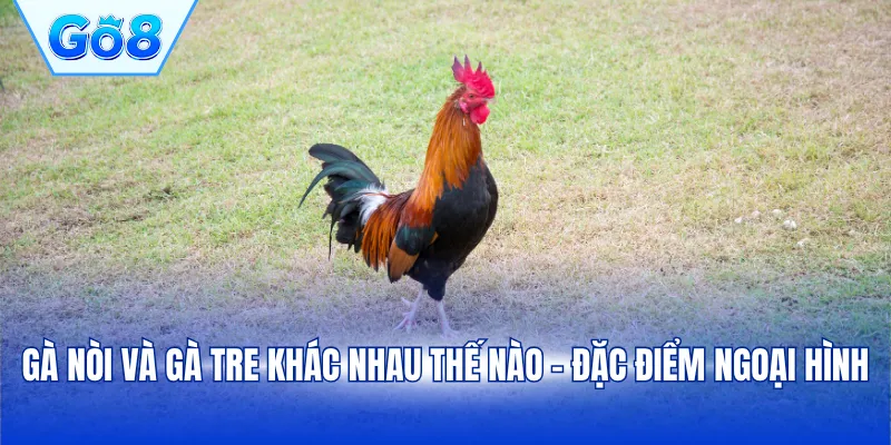 Gà nòi và gà tre khác nhau thế nào - Đặc điểm ngoại hình