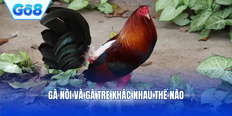 Gà nòi và gà tre khác nhau thế nào
