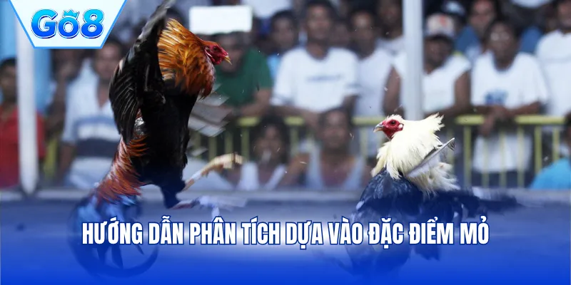 Hướng dẫn phân tích dựa vào đặc điểm mỏ