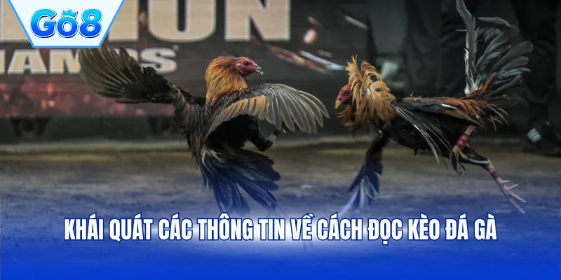 Khái quát các thông tin về cách đọc kèo đá gà