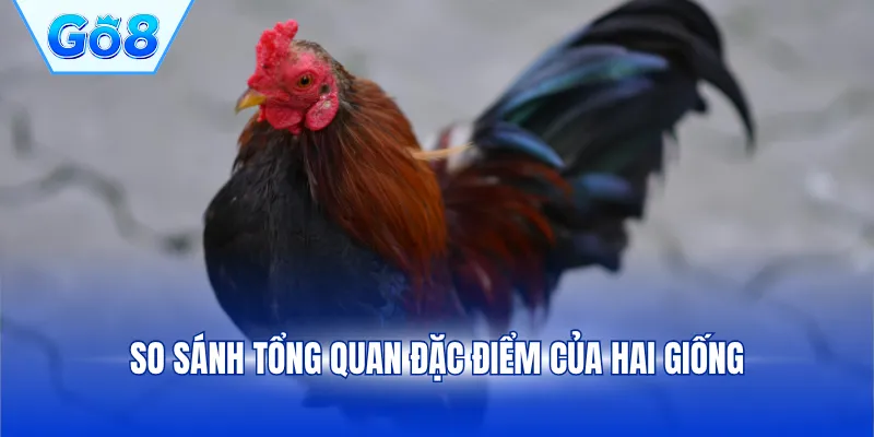 So sánh tổng quan đặc điểm của hai giống